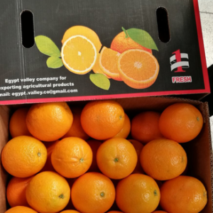 egyptian orange export, best navel oranges, برتقال مصري للتصدير, أجود أنواع البرتقال المصري, أجود أنواع البرتقال المصري للتصدير