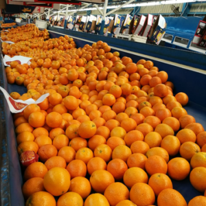egyptian orange export, best navel oranges, برتقال مصري للتصدير, أجود أنواع البرتقال المصري, أجود أنواع البرتقال المصري للتصدير