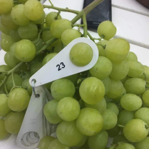 Egyptian grapes, crimson seedless grapes, sugraone grapes agriculture product, egyptian white grapes
