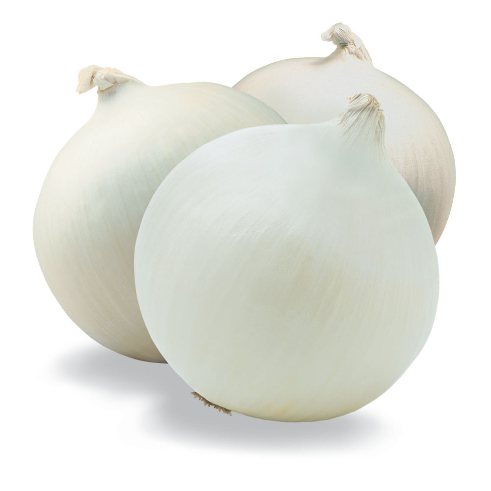 white onion in egypt